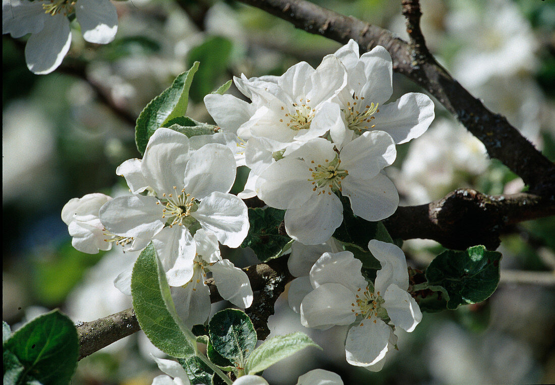 Malus apple blossom pure white