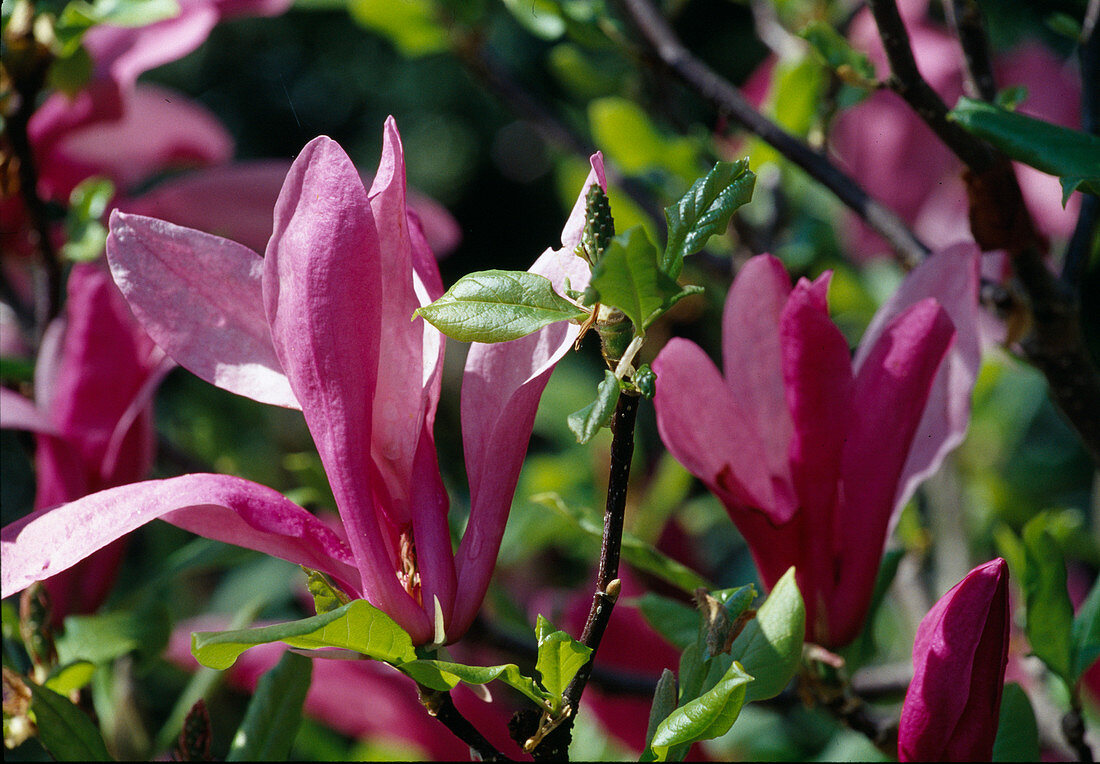 Magnolia 'Susan' kleinwüchsige Magnolie mit roten Blüten