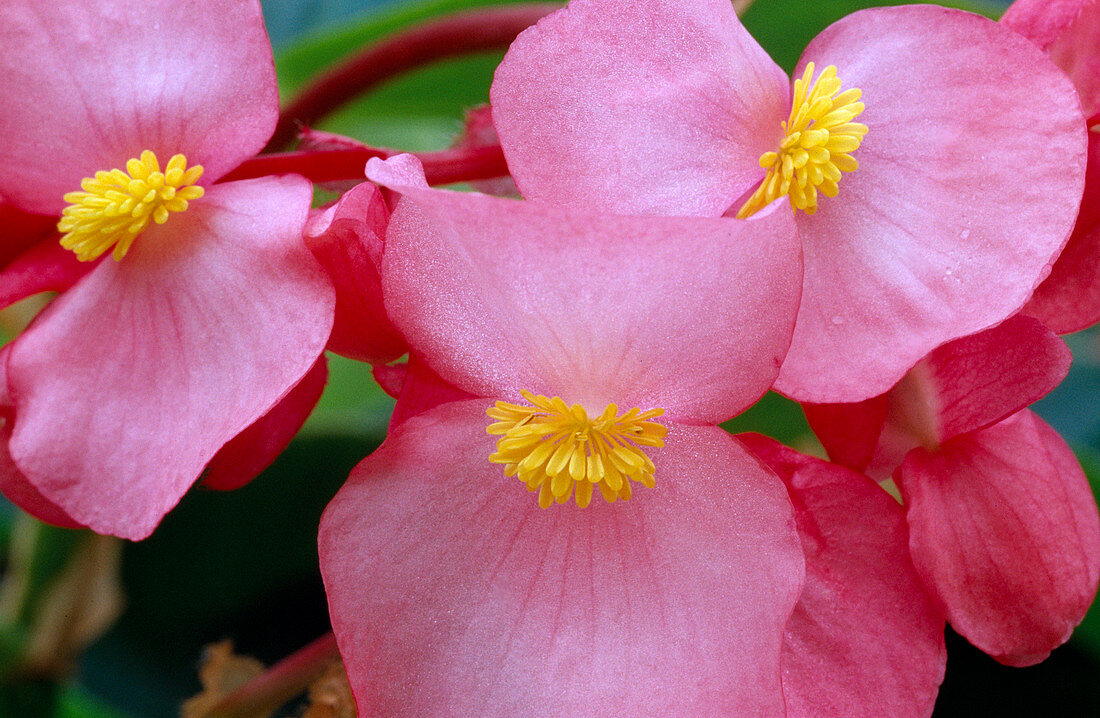 Begonia lorraine Zimmerbegonie rosa 02