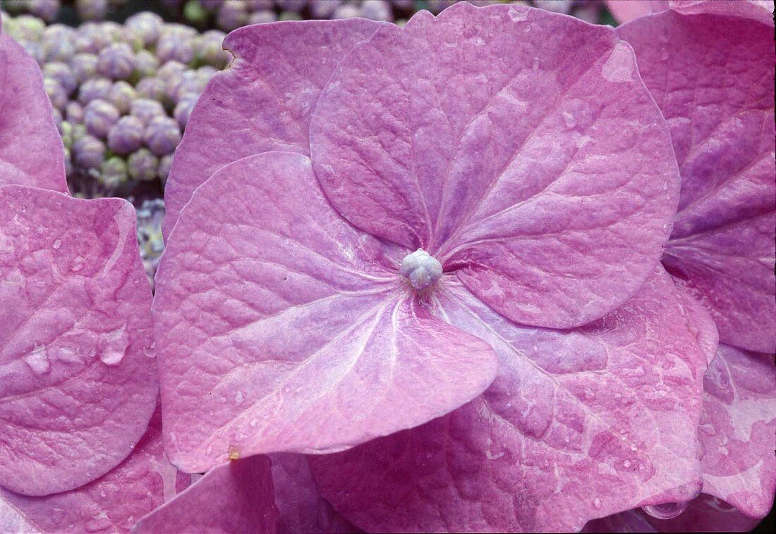 Hydrangea macrophylla Hortensienblüte violet (rosa Bl)