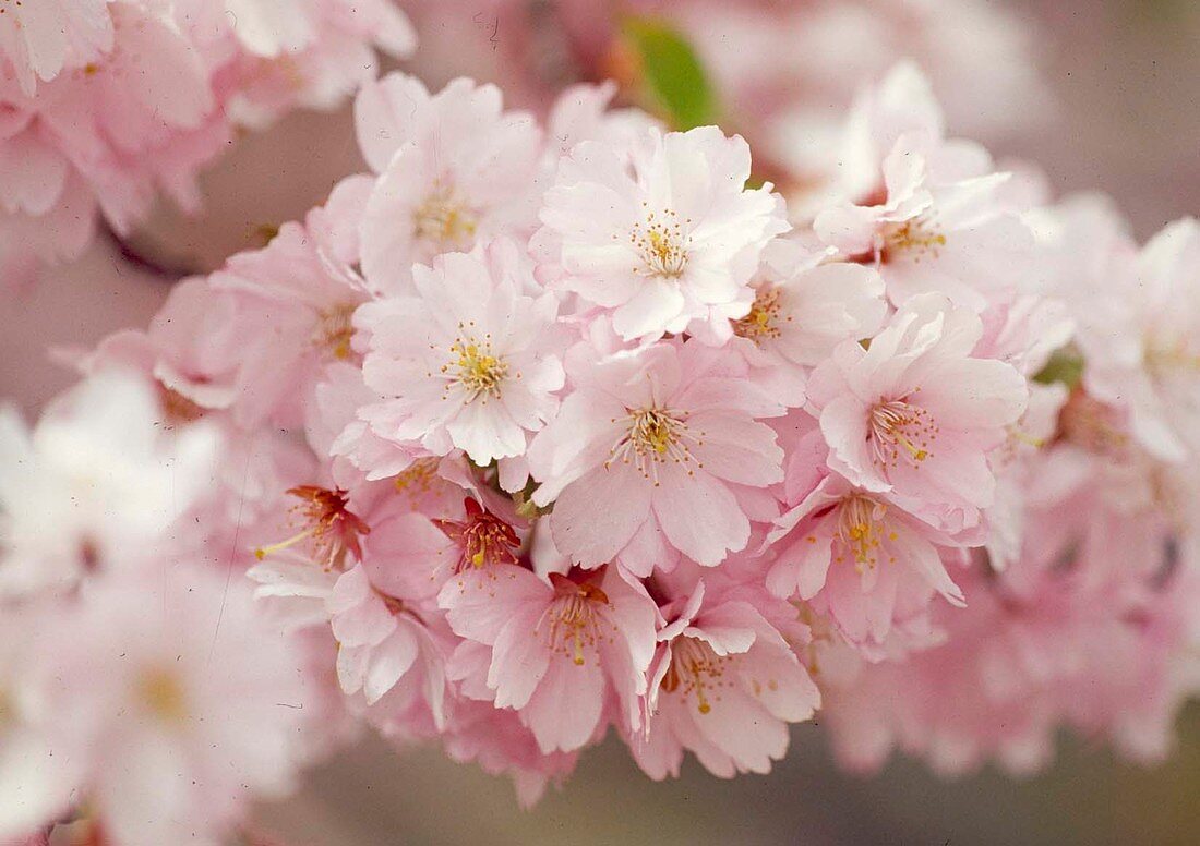 Prunus sargentii 'Accolade' (ornamental cherry)