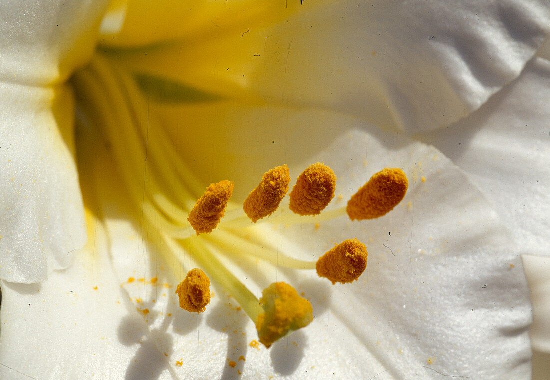 Lilium regale (Royal lily), yellow stamens
