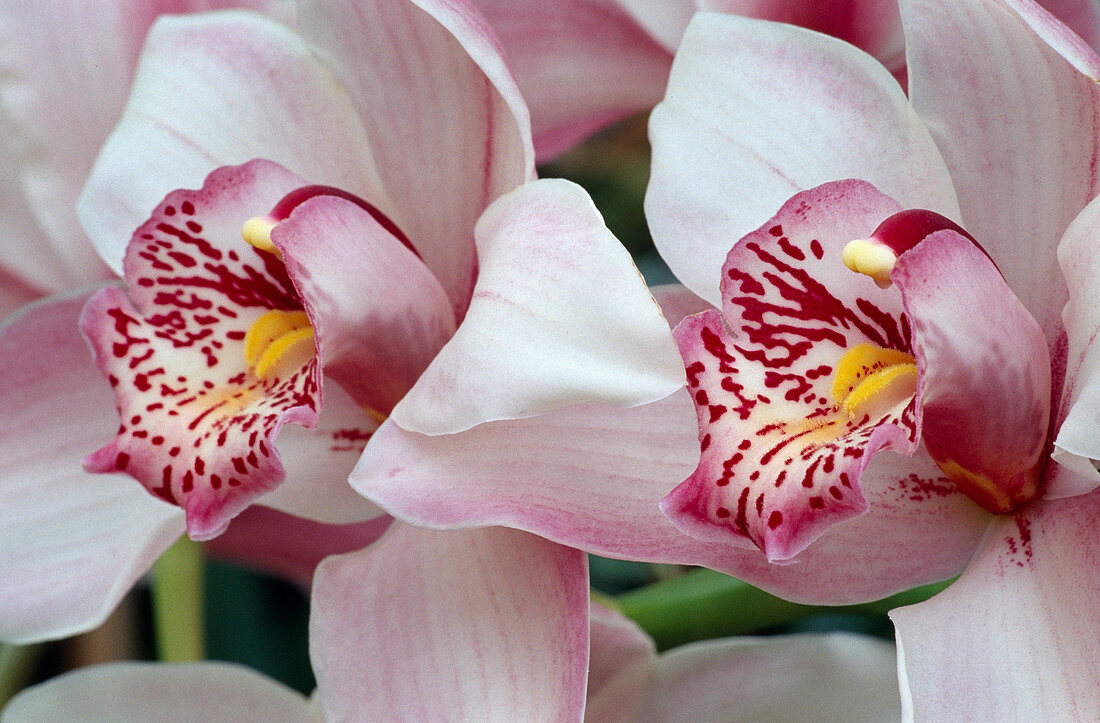 Cymbidium 'Lilian Stewart Admiration'