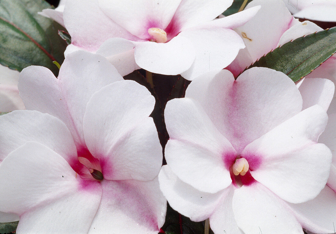 Impatiens New Guinea Magnifico 'White Rouge' (sweet pea) 02