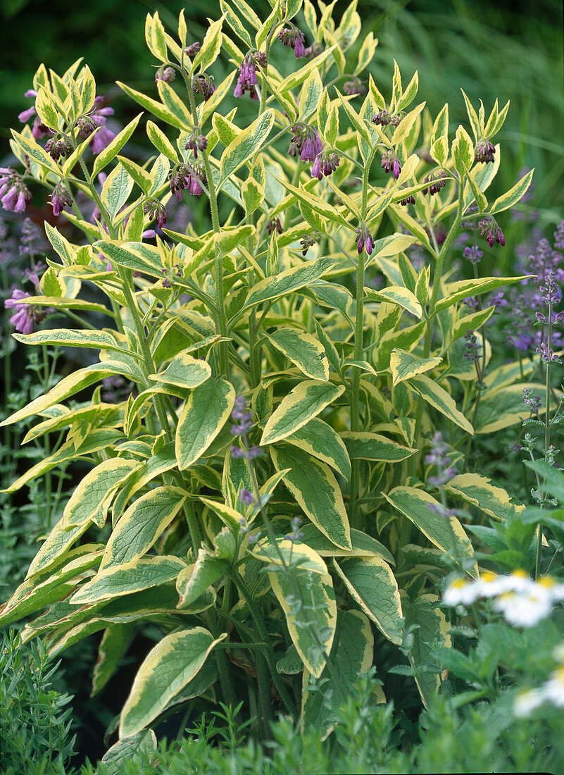 Symphytum ibericum 'Variegatum' (Yellow and white comfrey)