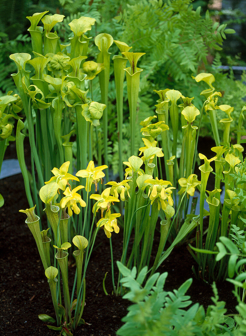 Sarracenia flava (tube plant)