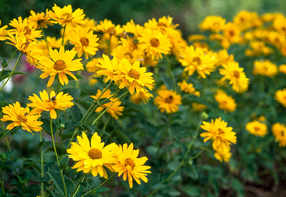 Heliopsis 'Vesuvius' (Sun Eye)