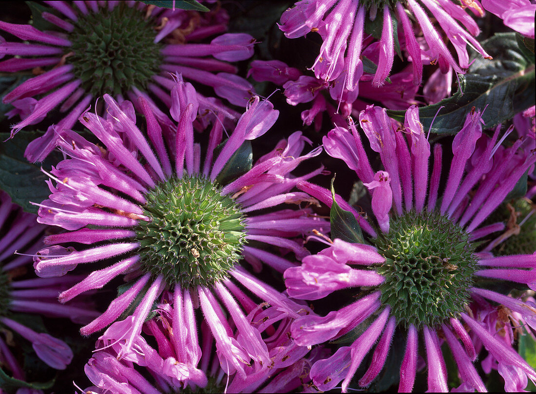 Monarda fistulosa 'Pink Delight' (Indian Nettle)