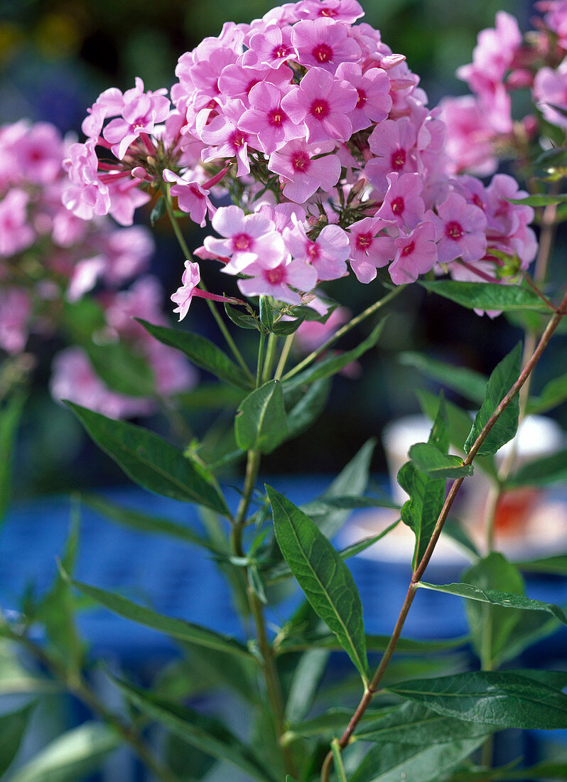 Phlox paniculata 'Land Wedding'