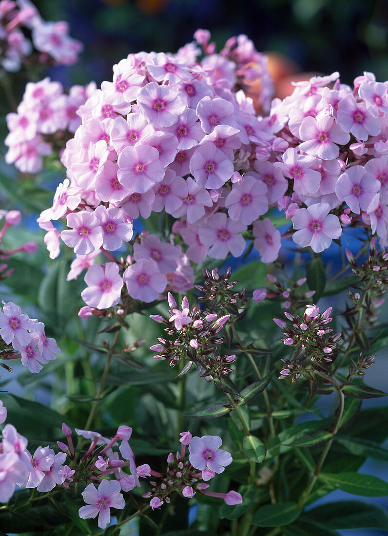 Phlox paniculata 'Landhochzeit'