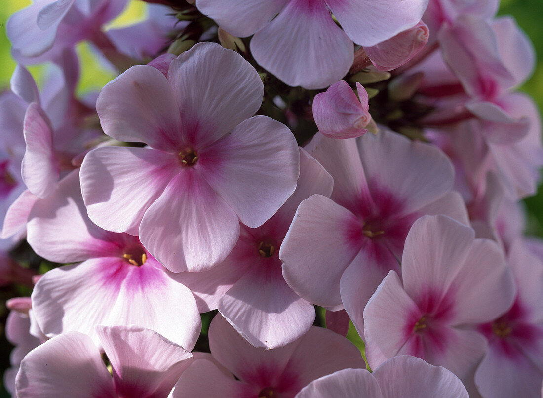 Phlox paniculata 'Country Wedding'