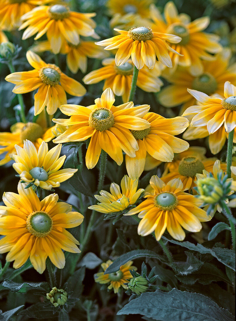 Rudbeckia hirta 'Prairie Sun'