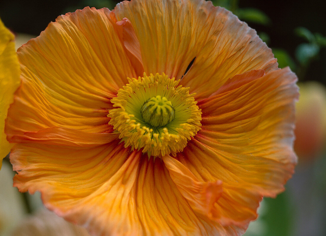 Papaver (silk poppy, orange-flamed, macro)