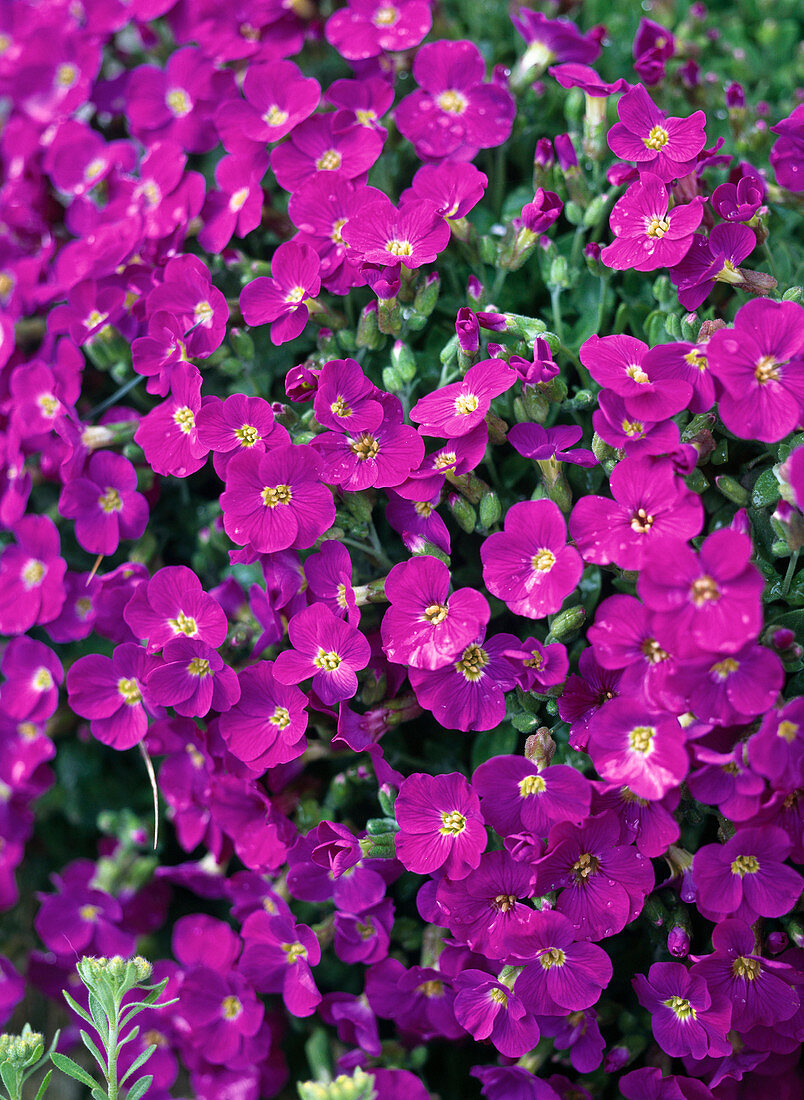 Aubrieta x cultorum (Blue cushion)