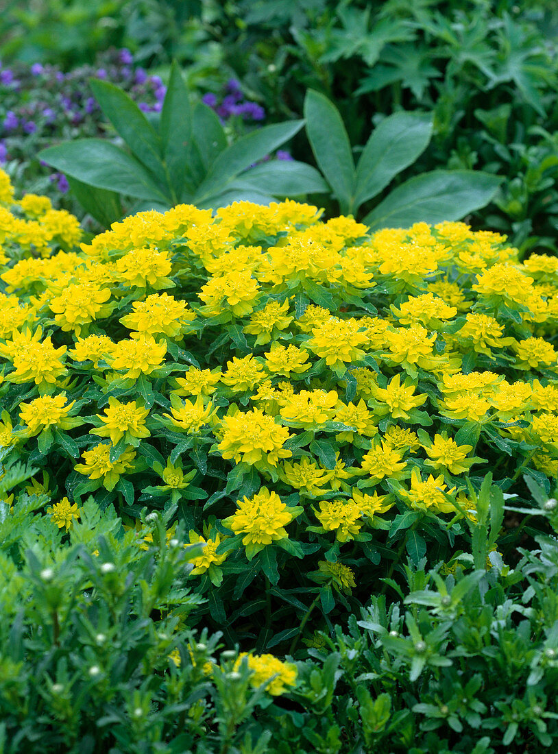 Euphorbia polychroma (Spurge)