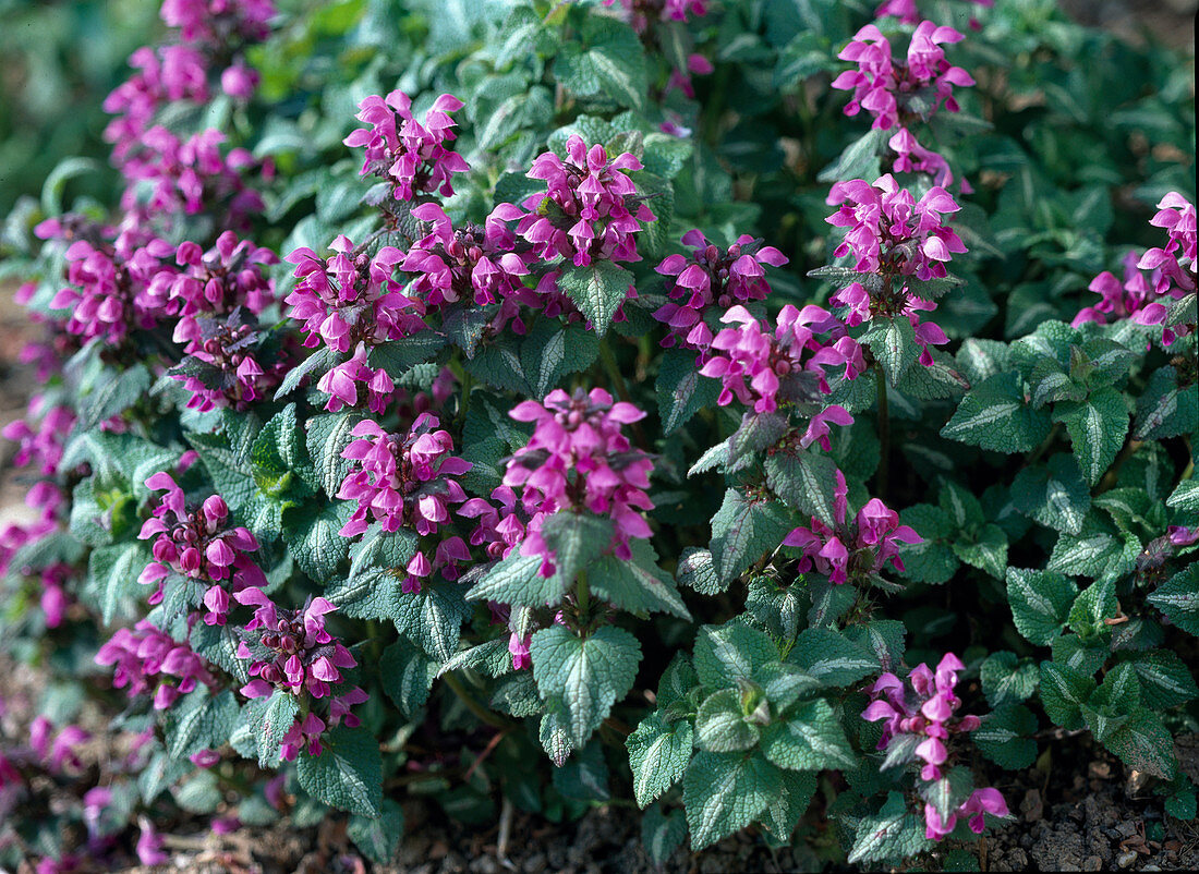 Lamium maculatum (rosablühende Taubnessel)