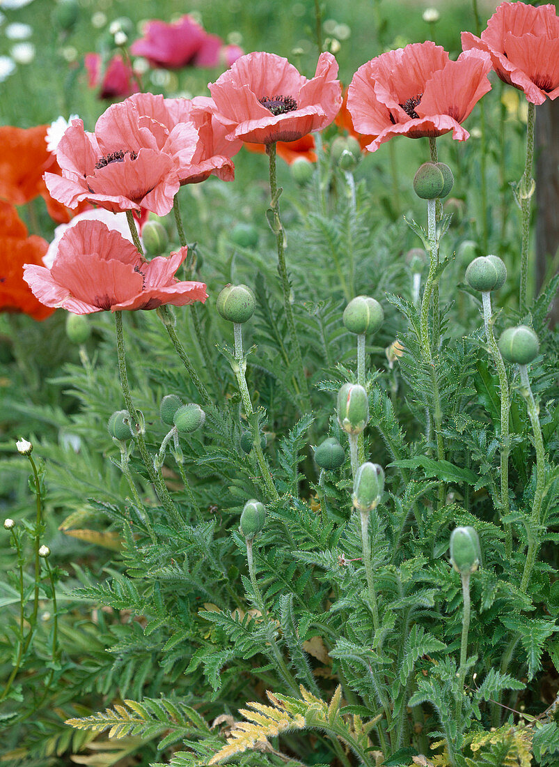 Papaver orientale (perennial poppy) salmon pink