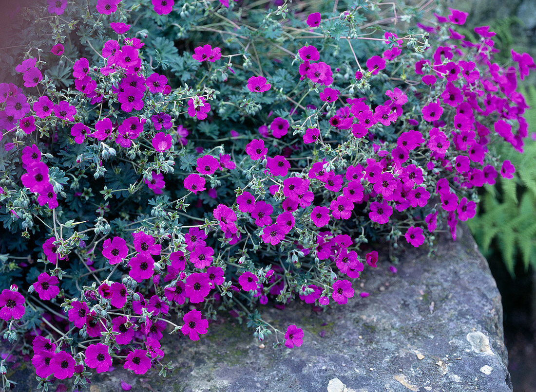 Geranium cinereum / Storchschnabel