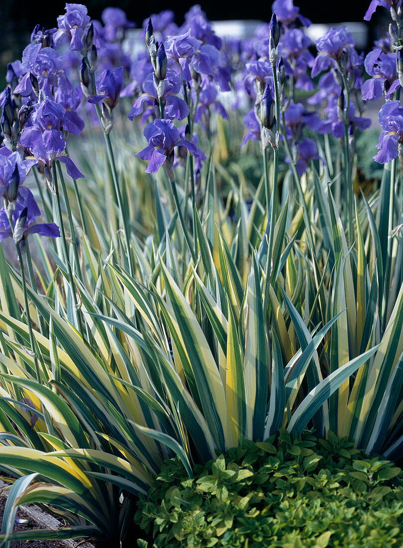 Iris pallida 'Aurea Variegata' (Pale Iris)