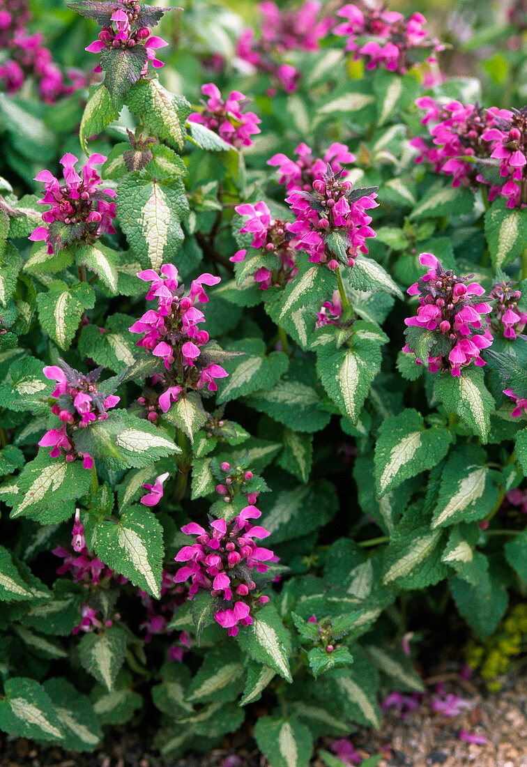 Lamium maculatum (spotted deadnettle)