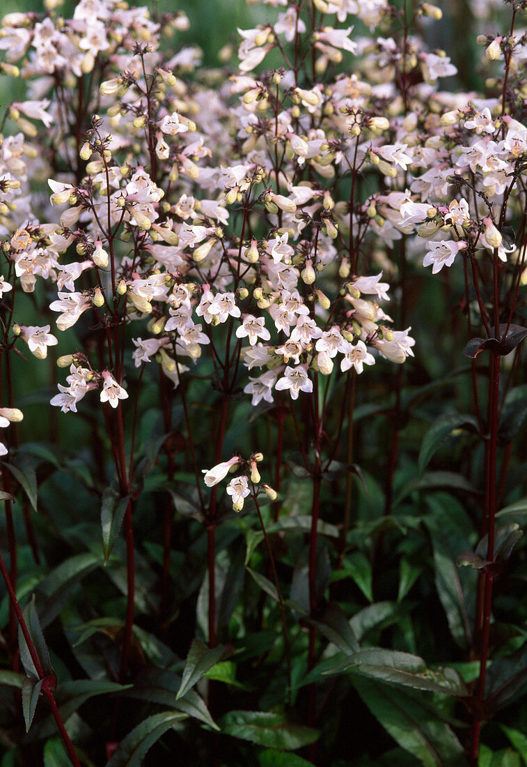 Penstemon 'Huskers Red' (Bearded Thread)