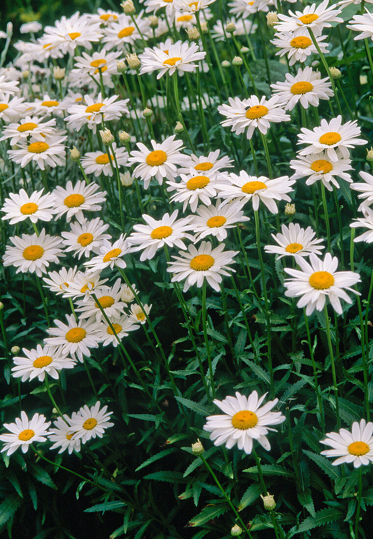 Leucanthemum vulgare (Spring daisy)