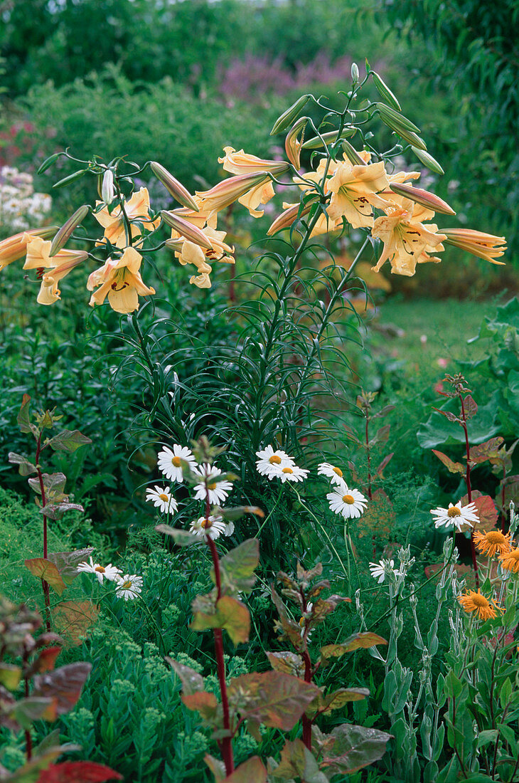 Lilium 'Royal Gold' (trumpet lily), Aurelian - hybrid, intensely fragrant