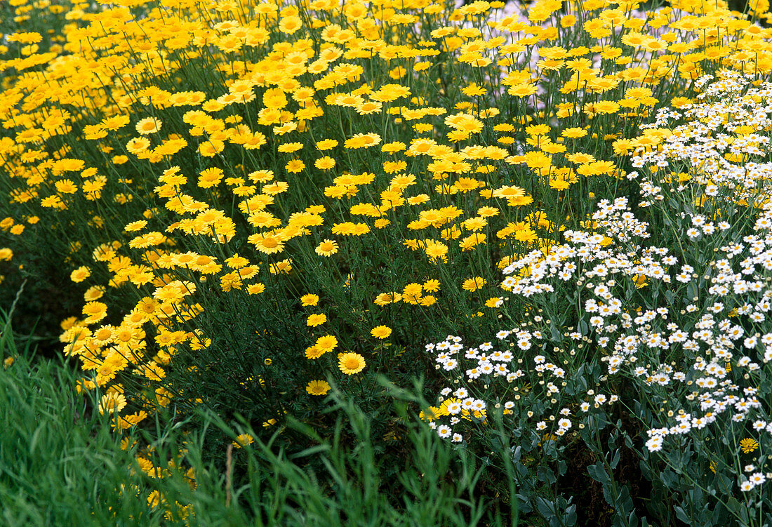 Anthemis tinctoria (Dyer's chamomile), Tanacetum balsamita