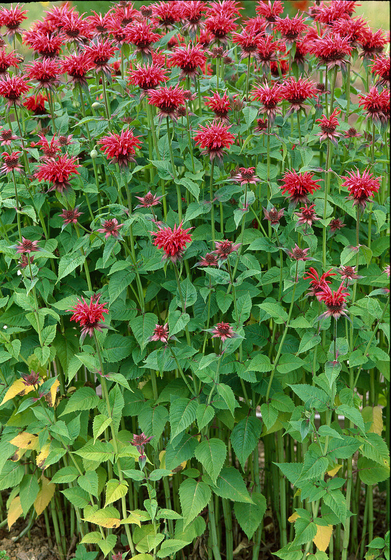 Monarda fistulosa 'Garden View Red' (bee balm)