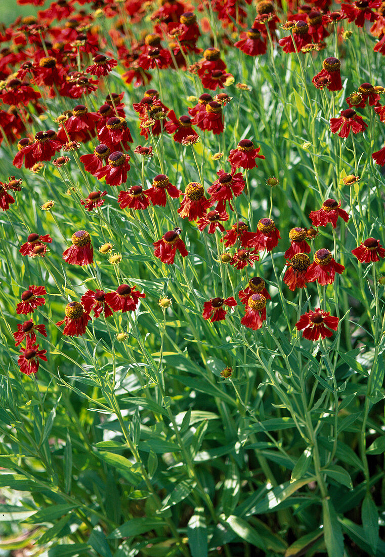 Helenium 'Moerheim Beauty' (Sonnenbraut)