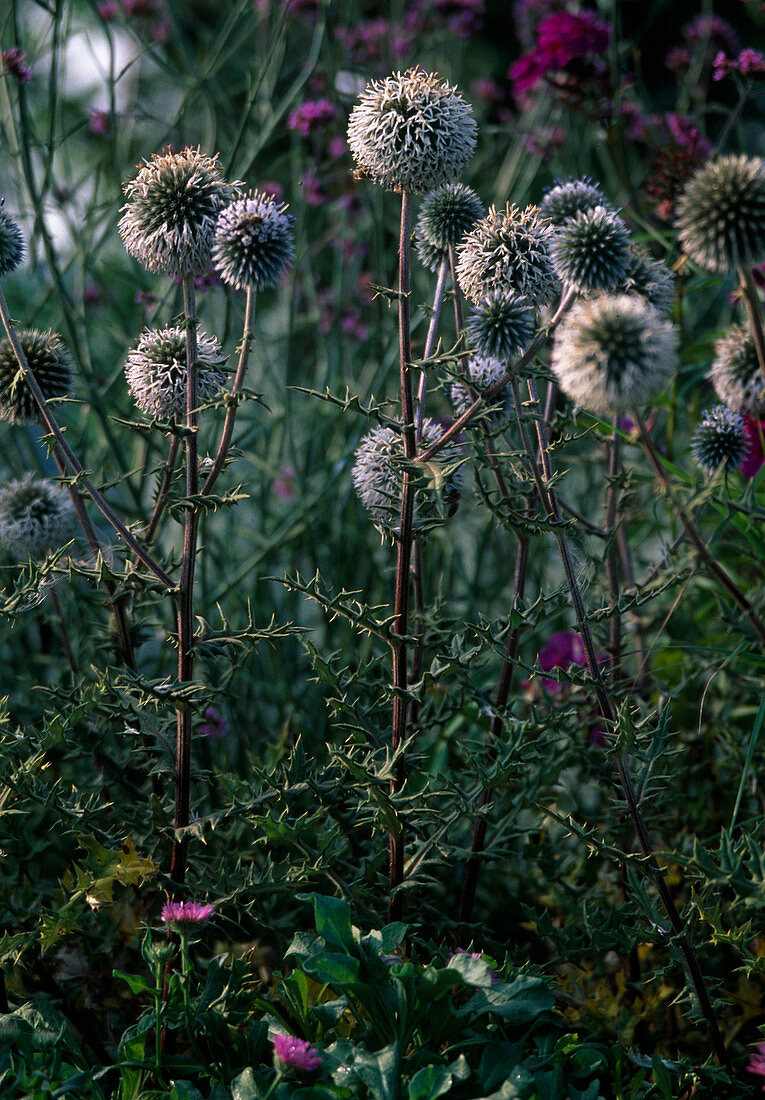 Echinops sphaerocephalus (Kugeldistel)