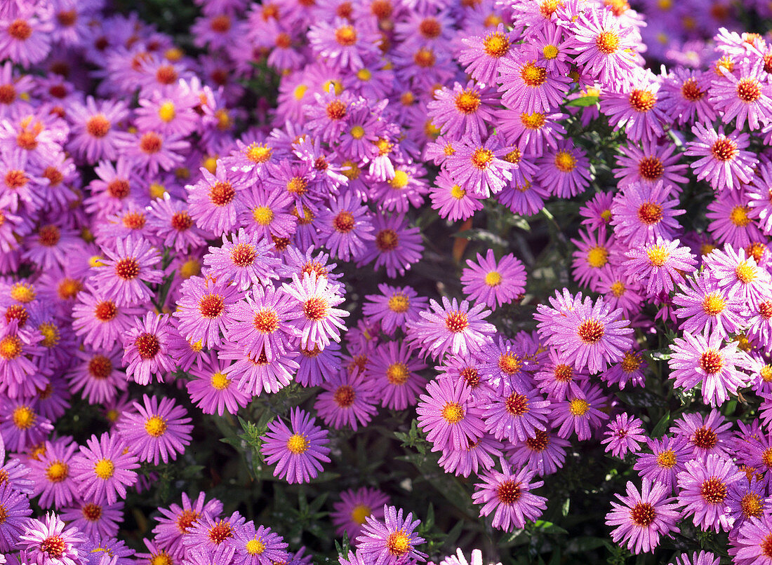 Aster dumosus (Prof. Kippenberg) Cushion aster