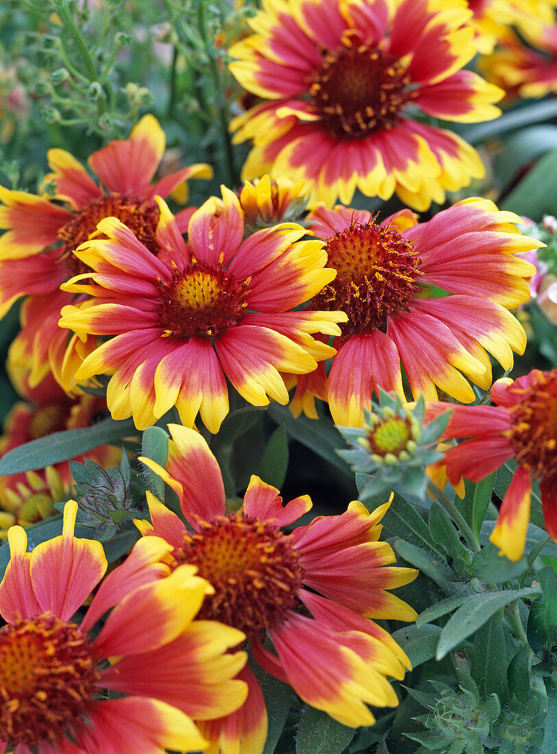 Gaillardia 'Arizona Sun' / Kokardenblume