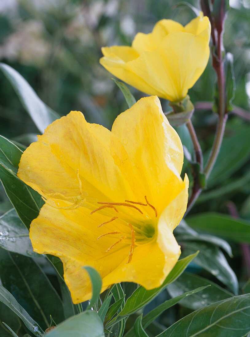 Oenothera missouriensis (evening primrose)