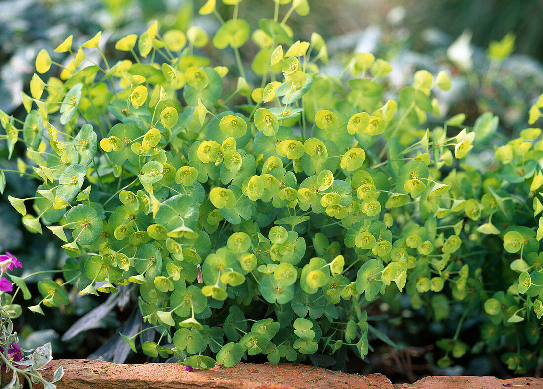 Euphorbia 'Thalia' (Spurge)