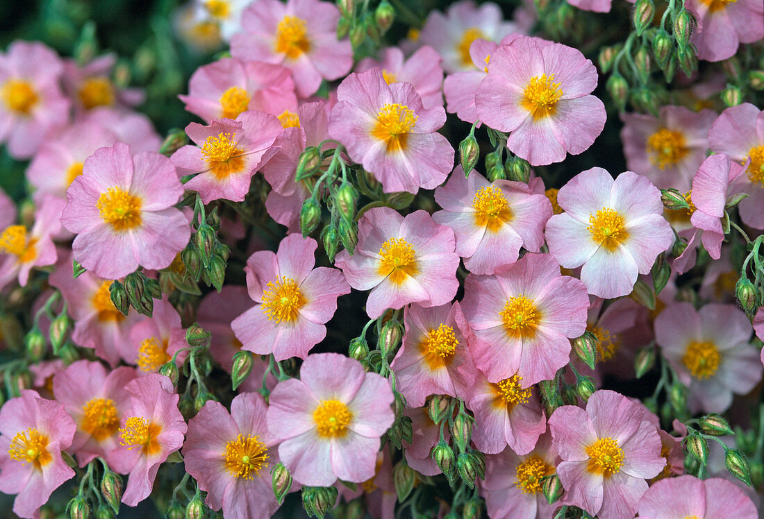 Helianthemum 'Lawrenson's Pink' (Sunflower)