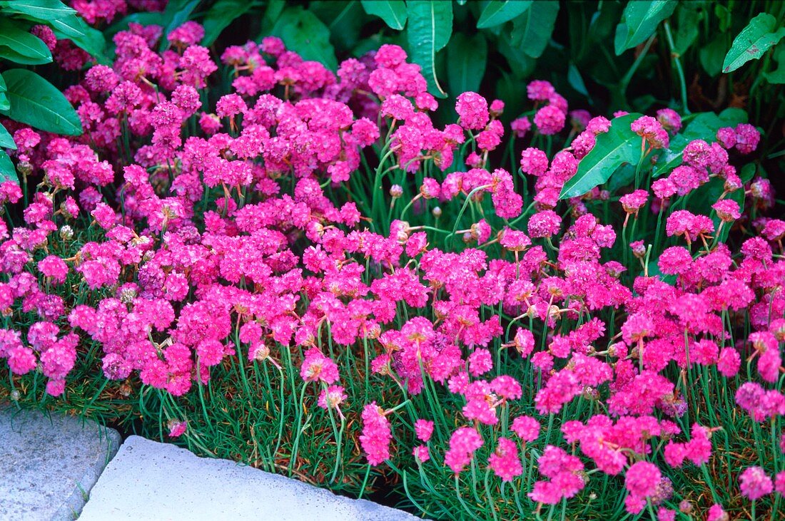 Armeria maritima 'Düsseldorfer Stolz' (grass carnations)