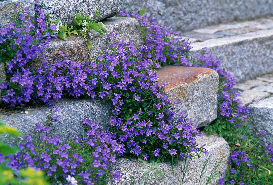 Campanula portenschlagiana (bellflower)