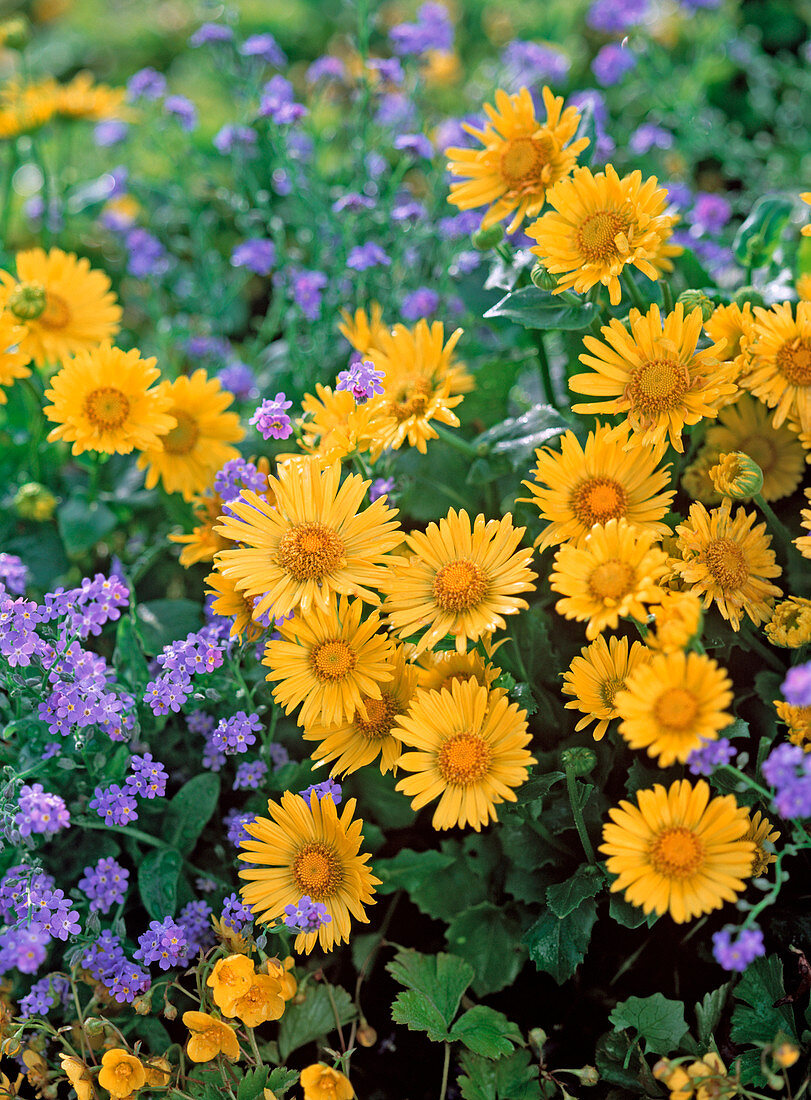 Doronicum (Common bramble)