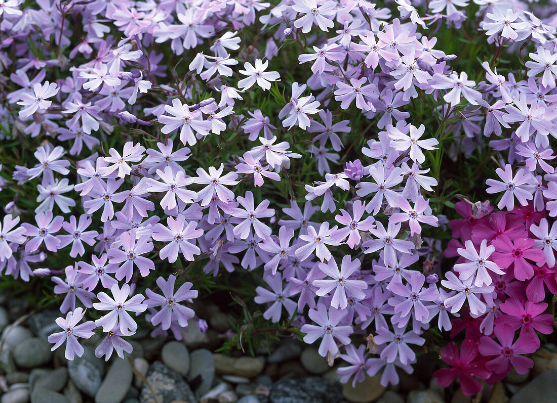 Phlox douglasii 'Emerald Cushion Blue'