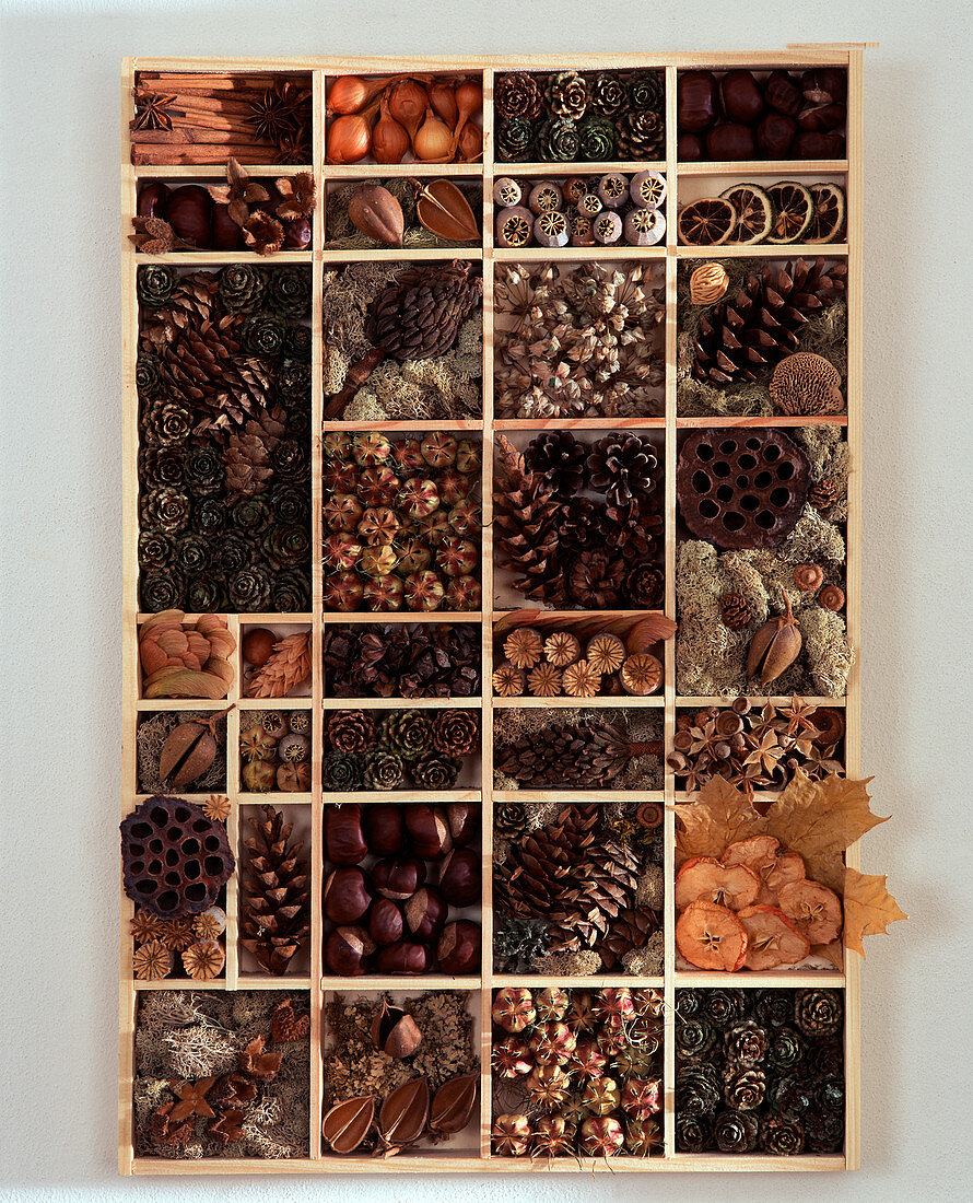 Seed tray with various dried seeds
