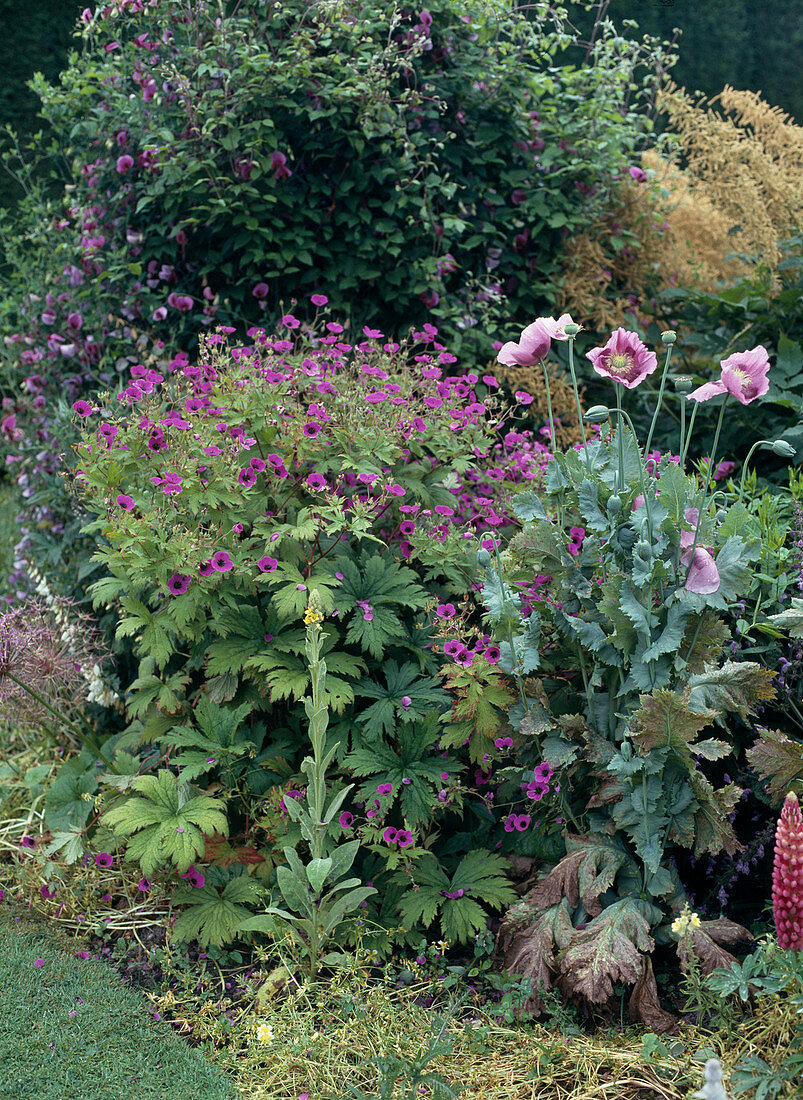 Geranium, Papaver orientalis