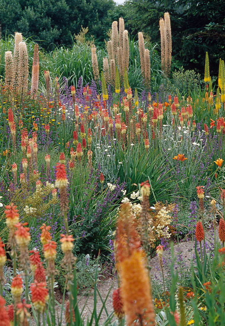 Kniphofia (Fackellilie)