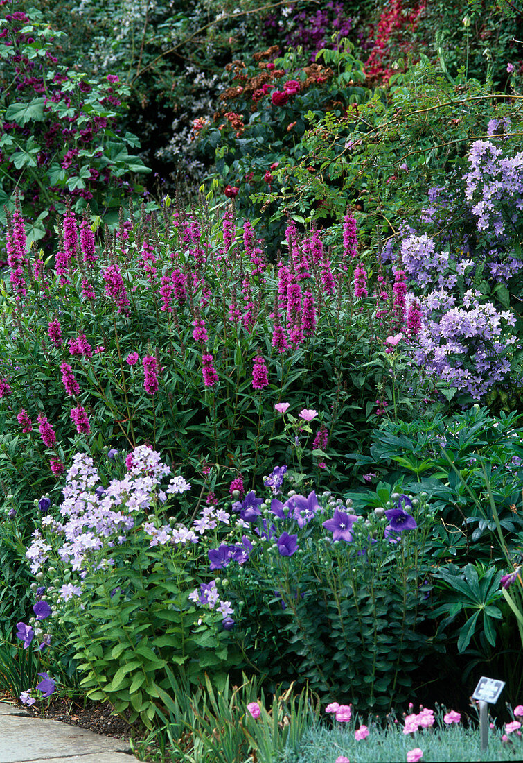 Lythrum salicaria (Purple loosestrife)