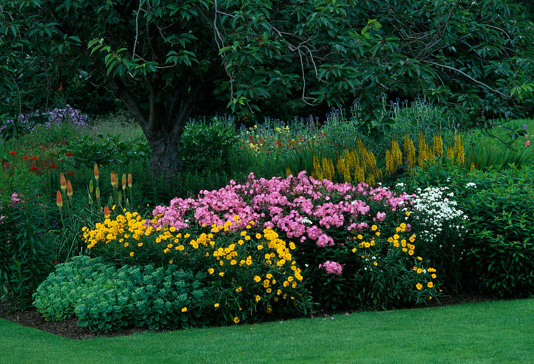 Phlox paniculata, Ligularia (greisewort)