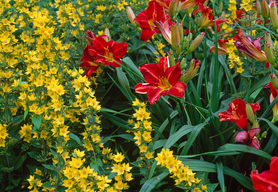 Lysimachia punctata (Pfennigkraut)