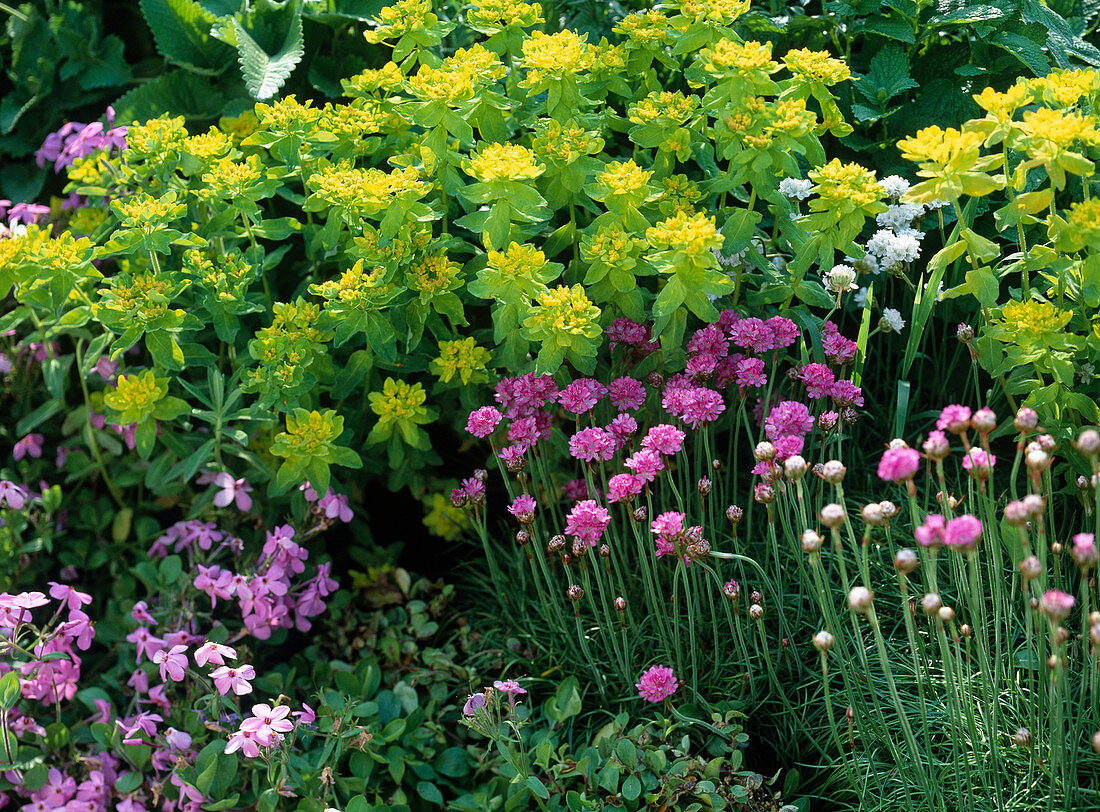 Euphorbia polychroma (spurge), Armeria maritima (grass carnation)