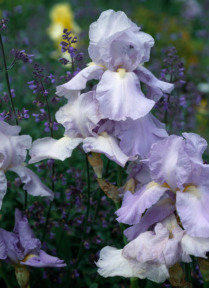 Iris barbata elatior hybr. 'Christmas Angel'