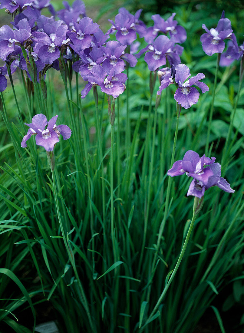 Iris sibirica 'Ruth Eicke' (Schwertlilie)