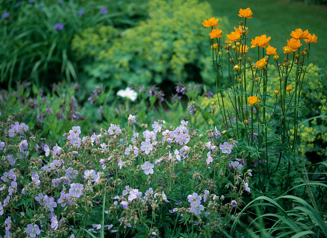 Geranium (Cranesbill), Trollius chinensis (Troll flower)